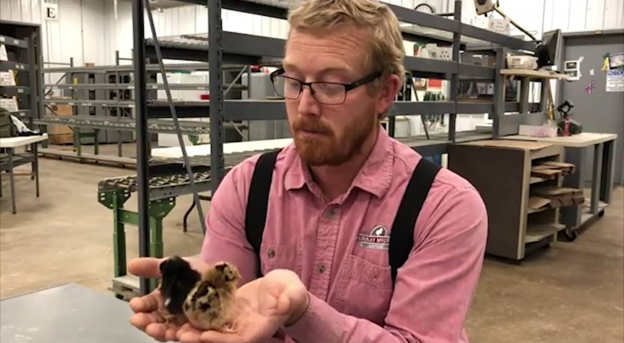 Determining Flock Size and Selecting Breeds for Your Flock Videos